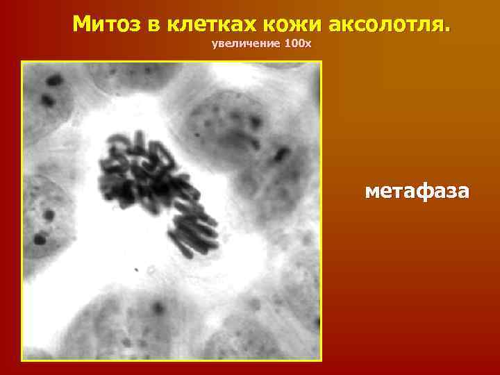 Митоз в клетках кожи аксолотля. увеличение 100 х метафаза 