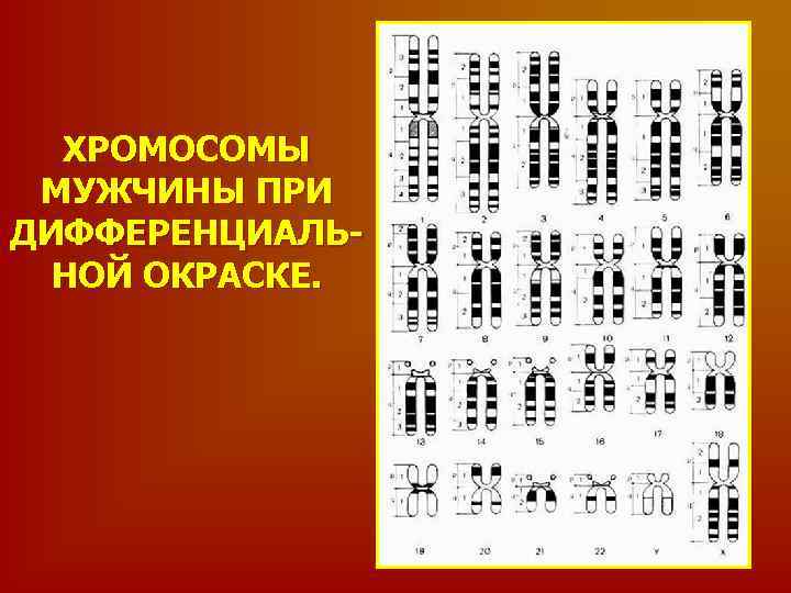 ХРОМОСОМЫ МУЖЧИНЫ ПРИ ДИФФЕРЕНЦИАЛЬНОЙ ОКРАСКЕ. 