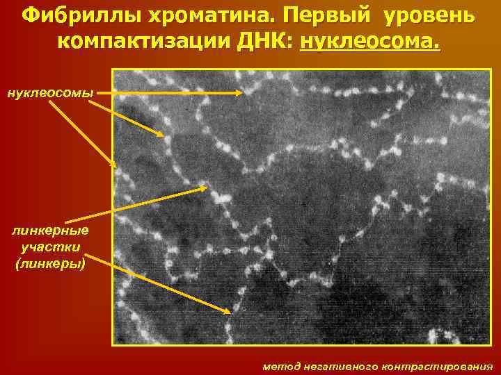 Фибриллы хроматина. Первый уровень компактизации ДНК: нуклеосома. нуклеосомы линкерные участки (линкеры) метод негативного контрастирования