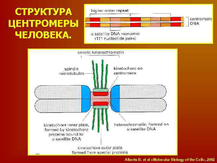 СТРУКТУРА ЦЕНТРОМЕРЫ ЧЕЛОВЕКА. Alberts B. et al «Molecular Biology of the Cell» , 2002