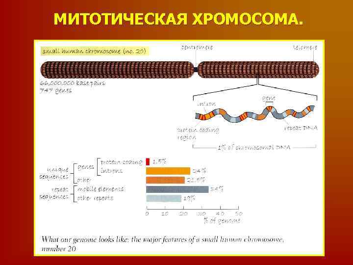 МИТОТИЧЕСКАЯ ХРОМОСОМА. 