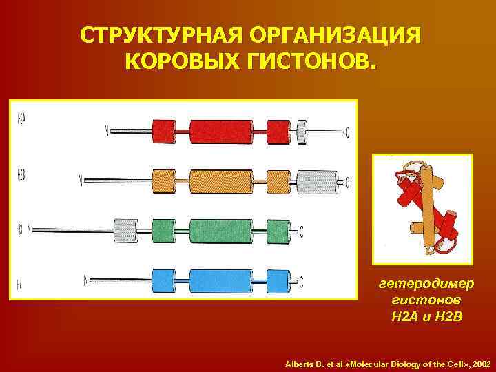 СТРУКТУРНАЯ ОРГАНИЗАЦИЯ КОРОВЫХ ГИСТОНОВ. гетеродимер гистонов Н 2 А и Н 2 В Alberts