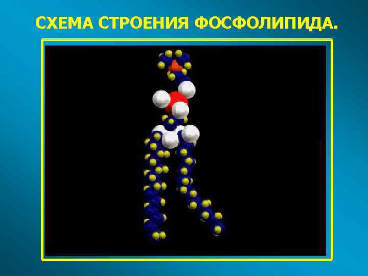 СХЕМА СТРОЕНИЯ ФОСФОЛИПИДА. 