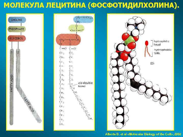 МОЛЕКУЛА ЛЕЦИТИНА (ФОСФОТИДИЛХОЛИНА). Alberts B. et al «Molecular Biology of the Cell» , 2002