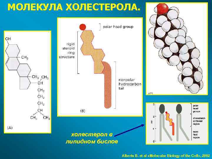 МОЛЕКУЛА ХОЛЕСТЕРОЛА. холестерол в липидном бислое Alberts B. et al «Molecular Biology of the