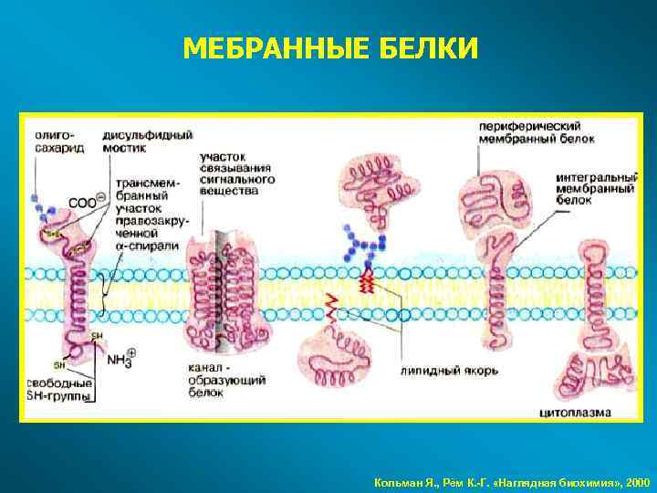 МЕБРАННЫЕ БЕЛКИ Кольман Я. , Рём К. -Г. «Наглядная биохимия» , 2000 