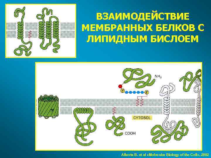 ВЗАИМОДЕЙСТВИЕ МЕМБРАННЫХ БЕЛКОВ С ЛИПИДНЫМ БИСЛОЕМ Alberts B. et al «Molecular Biology of the