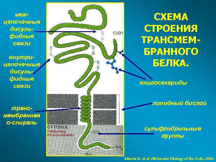межцепочечные дисульфидные связи внутрицепочечные дисульфидные связи трансмембранная α-спираль СХЕМА СТРОЕНИЯ ТРАНСМЕМБРАННОГО БЕЛКА. олигосахариды липидный