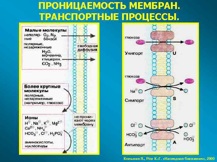 Ионы через мембрану