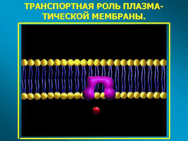 ТРАНСПОРТНАЯ РОЛЬ ПЛАЗМАТИЧЕСКОЙ МЕМБРАНЫ. 