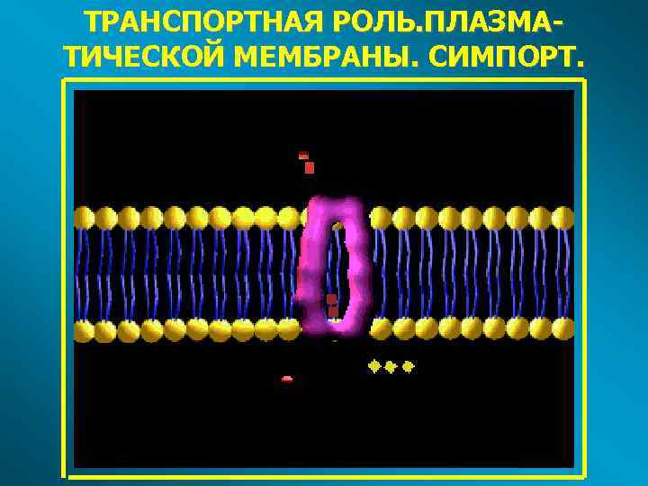 ТРАНСПОРТНАЯ РОЛЬ. ПЛАЗМАТИЧЕСКОЙ МЕМБРАНЫ. СИМПОРТ. 