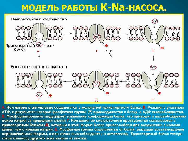 МОДЕЛЬ РАБОТЫ K-Na-НАСОСА. А. Ион натрия в цитоплазме соединяется с молекулой транспортного белка. Б.