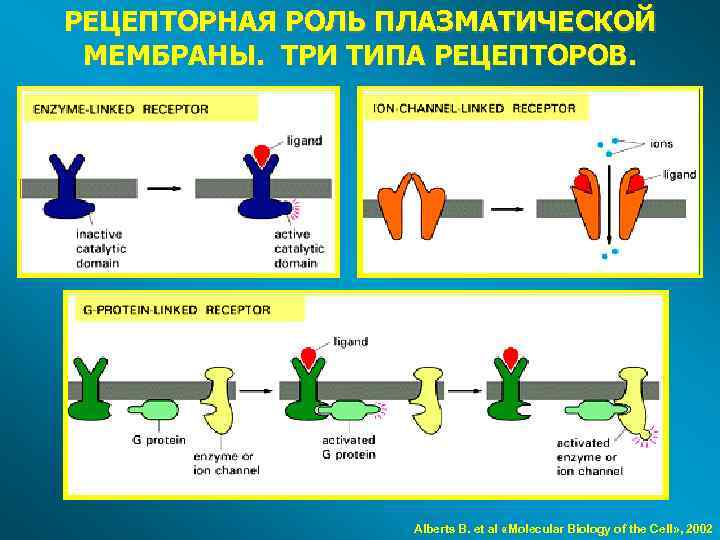 РЕЦЕПТОРНАЯ РОЛЬ ПЛАЗМАТИЧЕСКОЙ МЕМБРАНЫ. ТРИ ТИПА РЕЦЕПТОРОВ. Alberts B. et al «Molecular Biology of