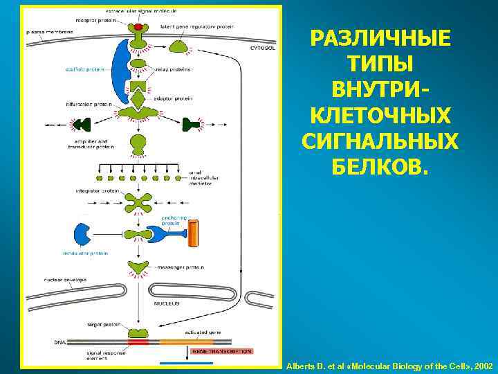 РАЗЛИЧНЫЕ ТИПЫ ВНУТРИКЛЕТОЧНЫХ СИГНАЛЬНЫХ БЕЛКОВ. Alberts B. et al «Molecular Biology of the Cell»