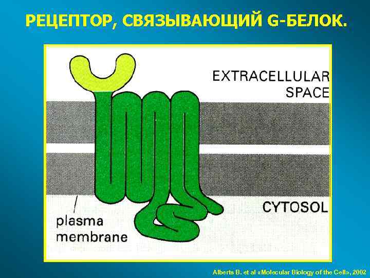 РЕЦЕПТОР, СВЯЗЫВАЮЩИЙ G-БЕЛОК. Alberts B. et al «Molecular Biology of the Cell» , 2002
