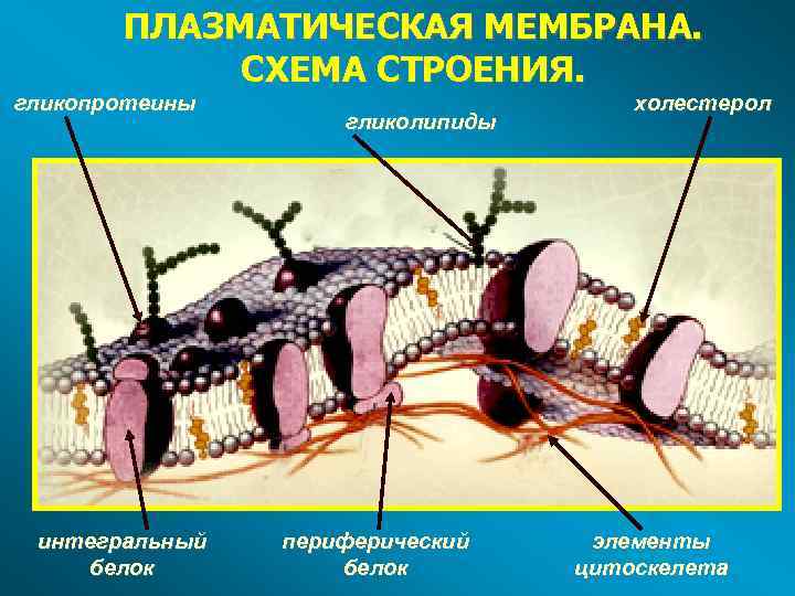 Фото плазматической мембраны