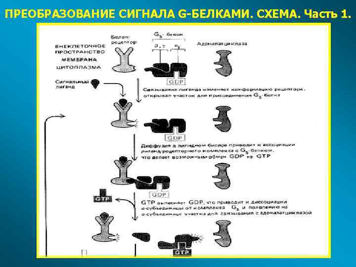 ПРЕОБРАЗОВАНИЕ СИГНАЛА G-БЕЛКАМИ. СХЕМА. Часть 1. 