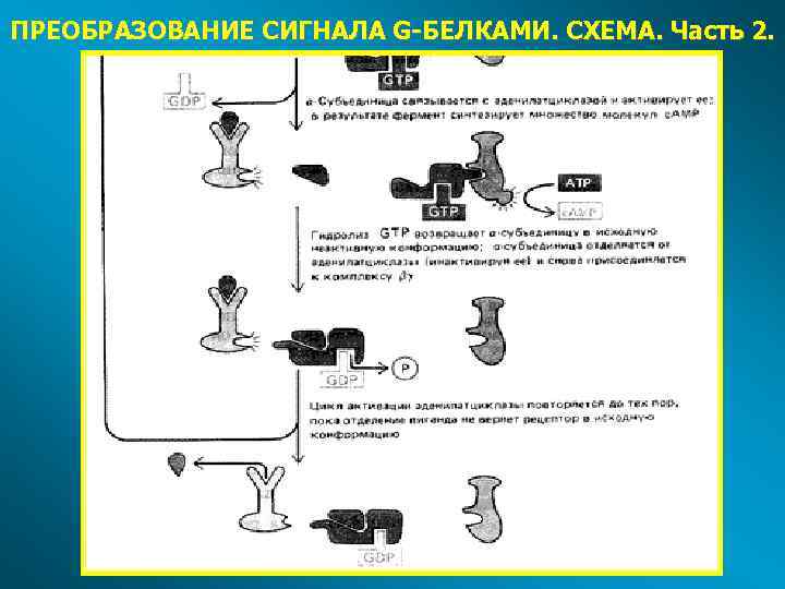 ПРЕОБРАЗОВАНИЕ СИГНАЛА G-БЕЛКАМИ. СХЕМА. Часть 2. 