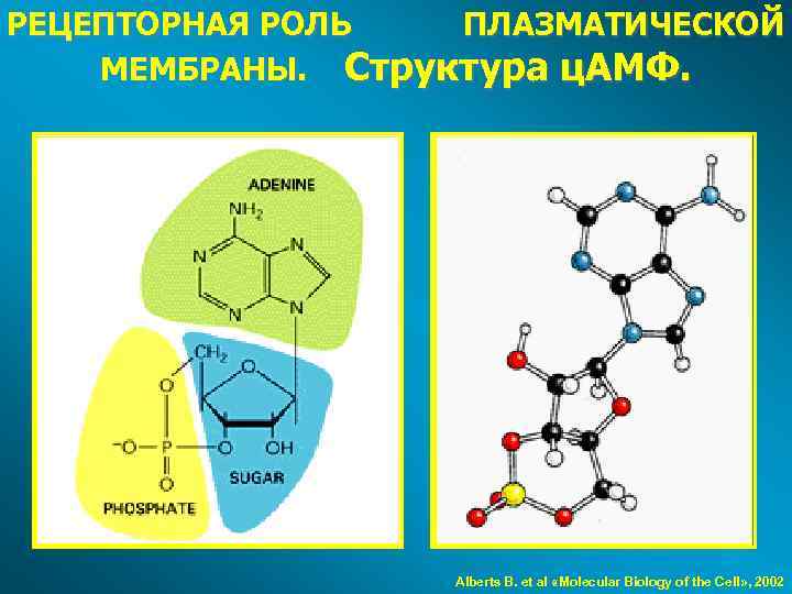 РЕЦЕПТОРНАЯ РОЛЬ ПЛАЗМАТИЧЕСКОЙ МЕМБРАНЫ. Структура ц. АМФ. Alberts B. et al «Molecular Biology of