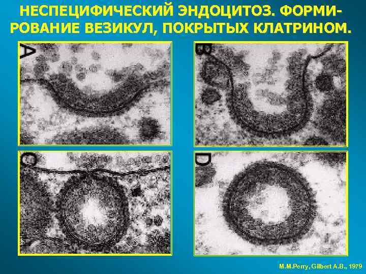 НЕСПЕЦИФИЧЕСКИЙ ЭНДОЦИТОЗ. ФОРМИРОВАНИЕ ВЕЗИКУЛ, ПОКРЫТЫХ КЛАТРИНОМ. M. M. Perry, Gilbert A. B. , 1979