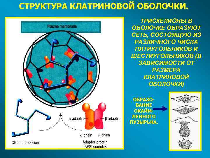 СТРУКТУРА КЛАТРИНОВОЙ ОБОЛОЧКИ. ТРИСКЕЛИОНЫ В ОБОЛОЧКЕ ОБРАЗУЮТ СЕТЬ, СОСТОЯЩУЮ ИЗ РАЗЛИЧНОГО ЧИСЛА ПЯТИУГОЛЬНИКОВ И