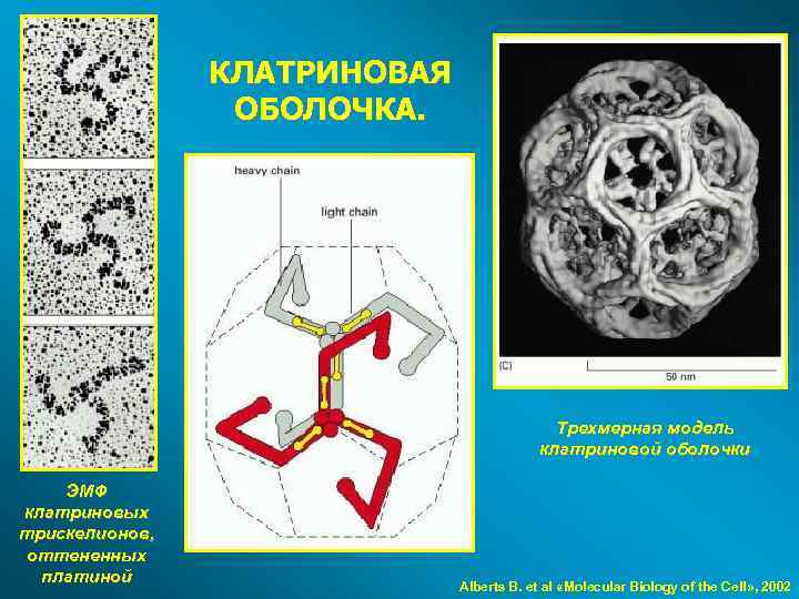 КЛАТРИНОВАЯ ОБОЛОЧКА. Трехмерная модель клатриновой оболочки ЭМФ клатриновых трискелионов, оттененных платиной Alberts B. et