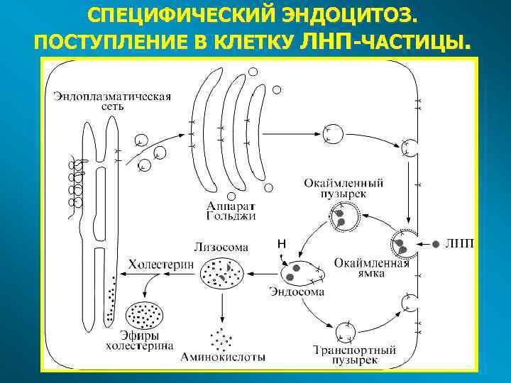 СПЕЦИФИЧЕСКИЙ ЭНДОЦИТОЗ. ПОСТУПЛЕНИЕ В КЛЕТКУ ЛНП-ЧАСТИЦЫ. 