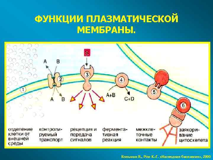 Плазматическая мембрана функции