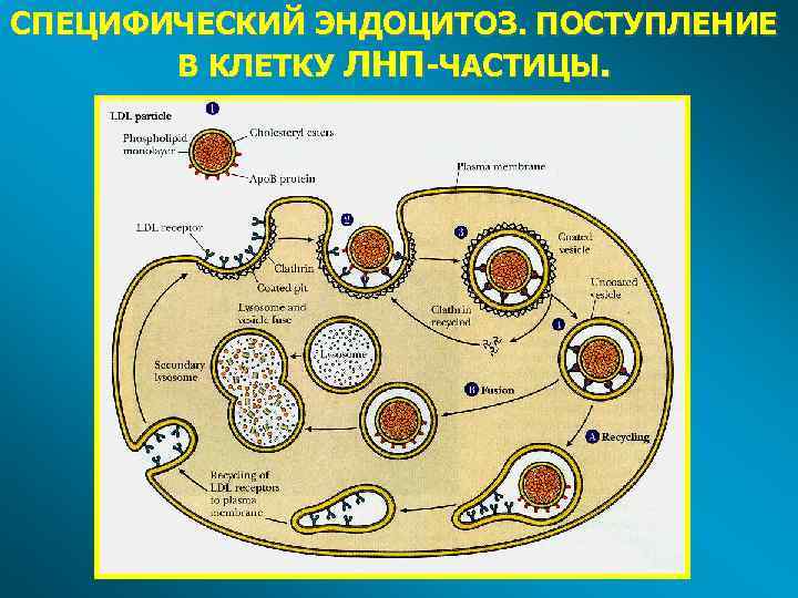СПЕЦИФИЧЕСКИЙ ЭНДОЦИТОЗ. ПОСТУПЛЕНИЕ В КЛЕТКУ ЛНП-ЧАСТИЦЫ. 