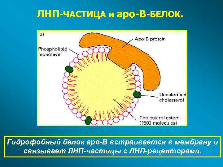 ЛНП-ЧАСТИЦА и apo-B-БЕЛОК. Гидрофобный белок apo-B встраивается в мембрану и связывает ЛНП-частицы с ЛНП-рецепторами.
