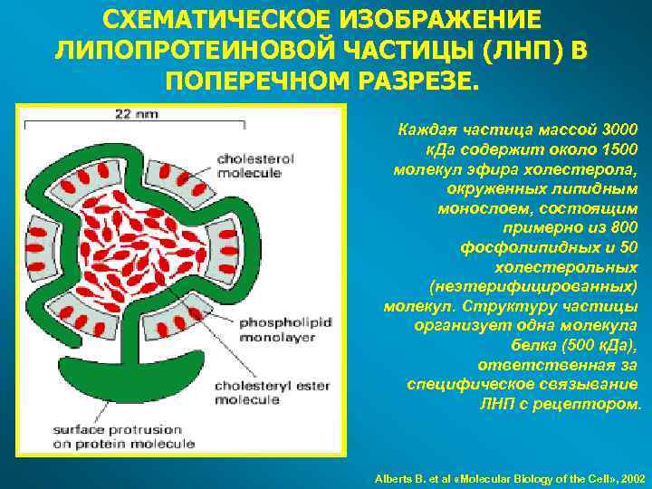 СХЕМАТИЧЕСКОЕ ИЗОБРАЖЕНИЕ ЛИПОПРОТЕИНОВОЙ ЧАСТИЦЫ (ЛНП) В ПОПЕРЕЧНОМ РАЗРЕЗЕ. Каждая частица массой 3000 к. Да