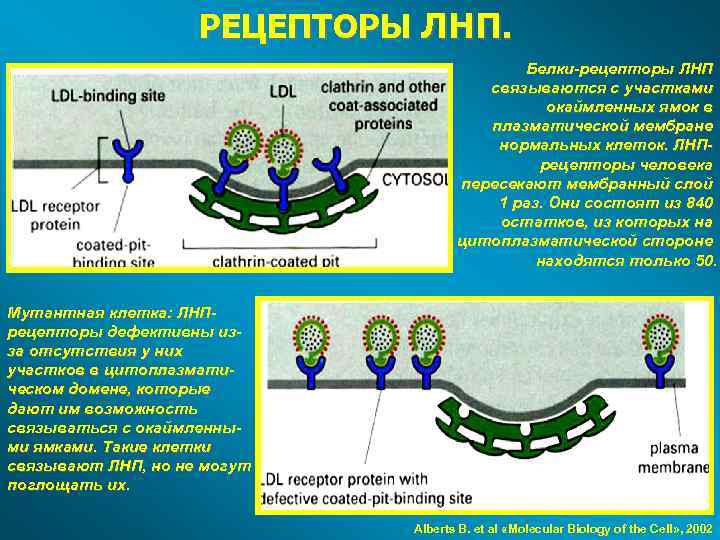 РЕЦЕПТОРЫ ЛНП. Белки-рецепторы ЛНП связываются с участками окаймленных ямок в плазматической мембране нормальных клеток.