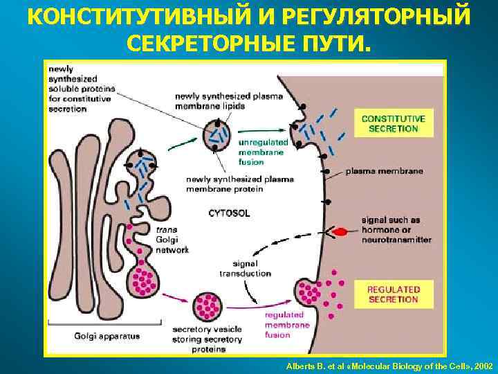 КОНСТИТУТИВНЫЙ И РЕГУЛЯТОРНЫЙ СЕКРЕТОРНЫЕ ПУТИ. Alberts B. et al «Molecular Biology of the Cell»