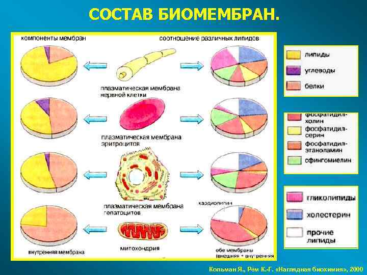 СОСТАВ БИОМЕМБРАН. Кольман Я. , Рём К. -Г. «Наглядная биохимия» , 2000 