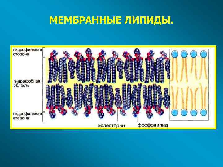 МЕМБРАННЫЕ ЛИПИДЫ. 