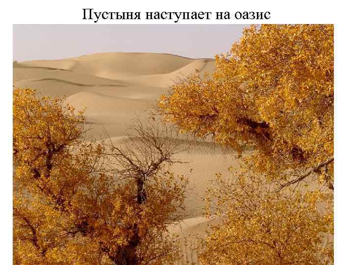 Каменная пустыня 