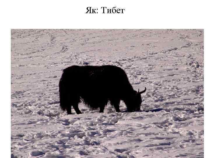 Гора Хан Тенгри 