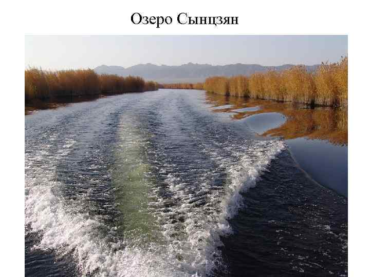 Верблюд (бактриан) 