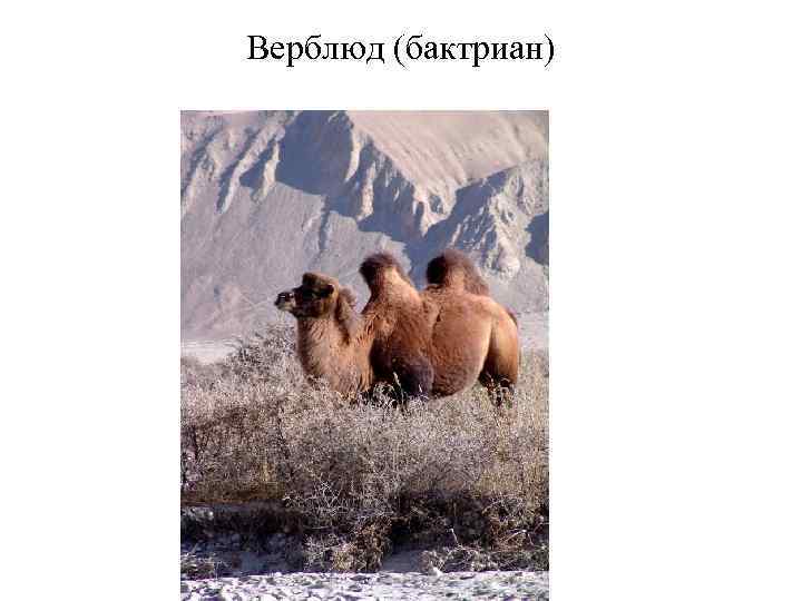  2. Основные этапы этногенеза и этнической истории   народов Восточной и Центральной