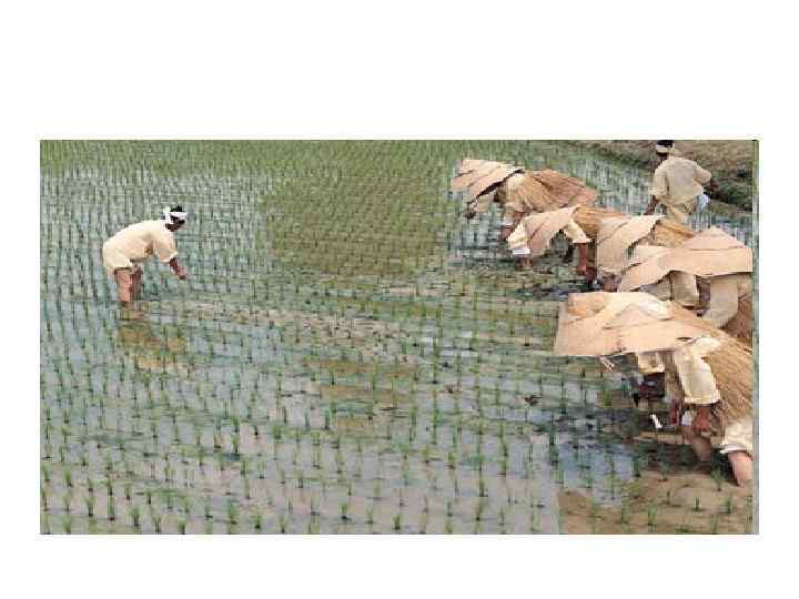 Просушка кукурузы 