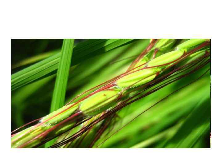 На рынок (чеснок) 