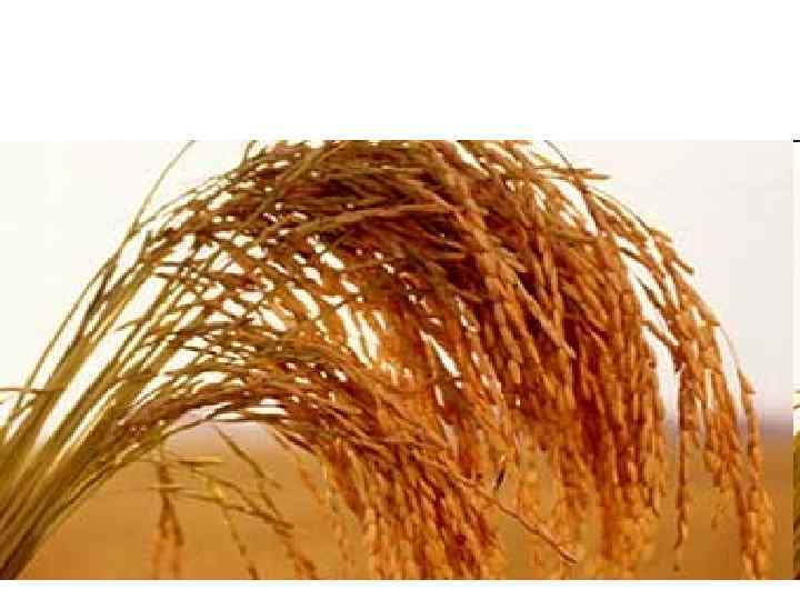 Уборка хлопка 