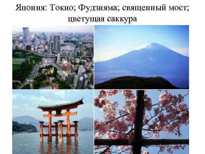 Леса Восточной Азии: Бензоин; Криптомерия японская 