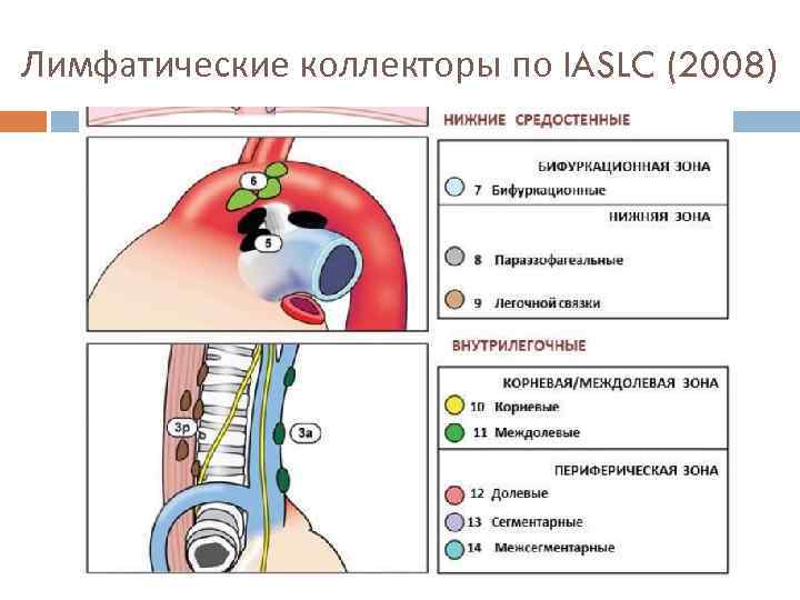 Лимфатические коллекторы по IASLC (2008) 