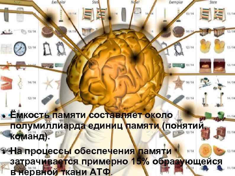  Ёмкость памяти составляет около полумиллиарда единиц памяти (понятий, команд). На процессы обеспечения памяти