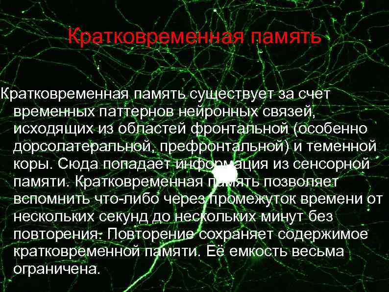  Кратковременная память существует за счет временных паттернов нейронных связей, исходящих из областей фронтальной
