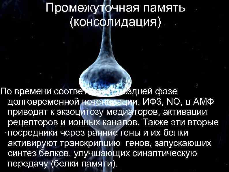 Промежуточная память (консолидация) По времени соответствует поздней фазе долговременной потенциации. ИФ 3, NO,