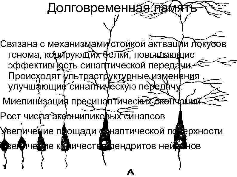  Долговременная память Связана с механизмами стойкой актвации локусов генома, кодирующих белки, повышающие эффективность