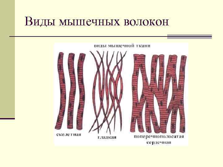 Типы волокон