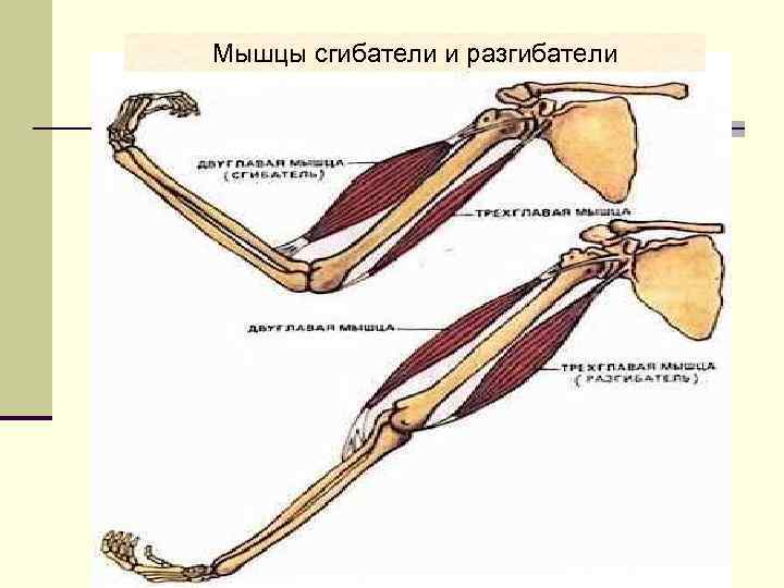 Координация работы мышц сгибателей осуществляется в